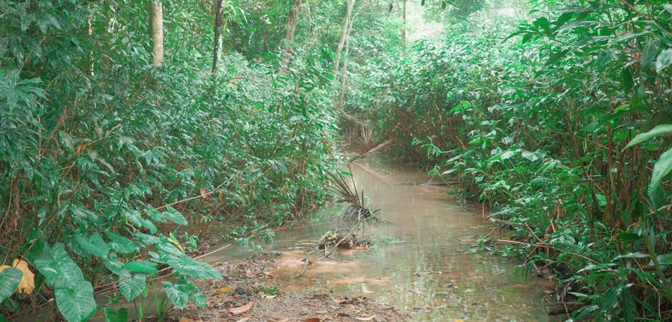 Eng Neo Avenue Forest