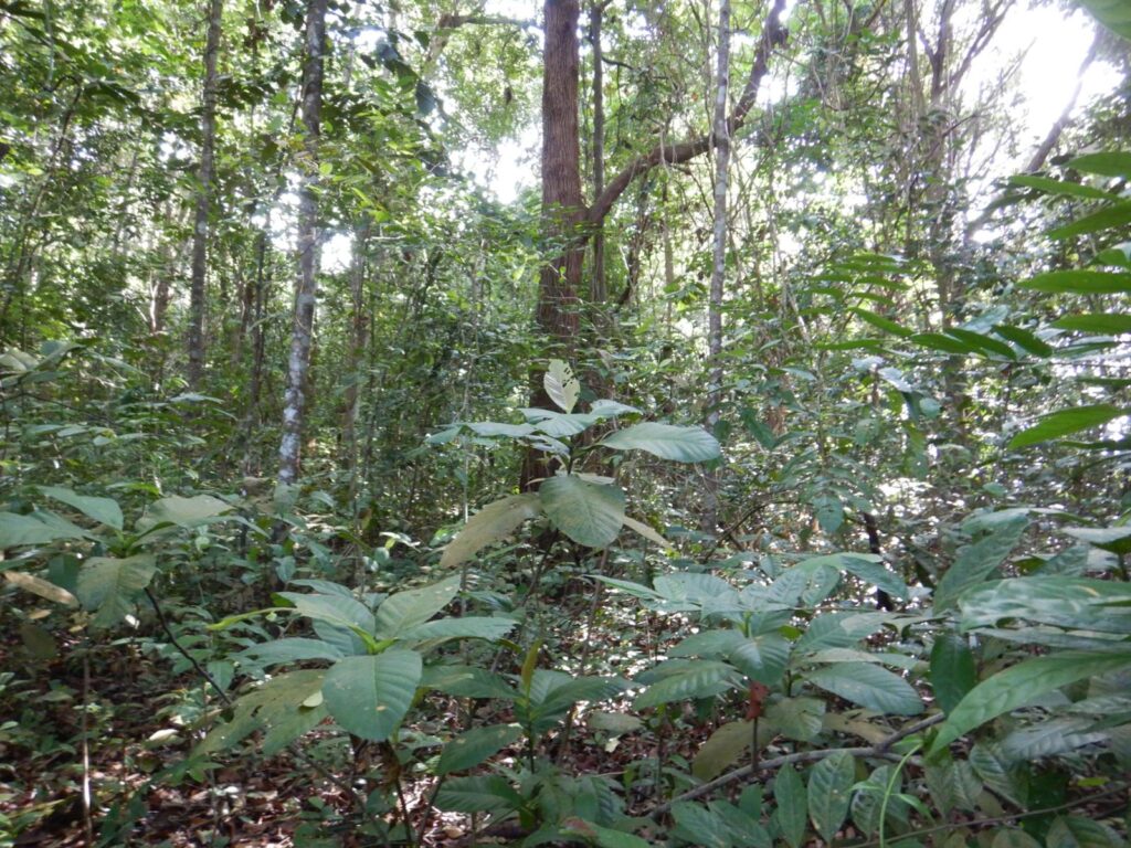 Bukit Tinggi (pictured) will be connected to Eng Neo Avenue Forest via a 100m-wide lush corridor